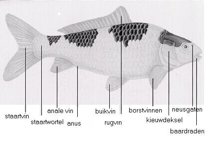 Externe anatomie van de koi!