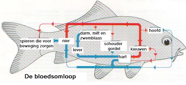 Interne anatomie van de koi!